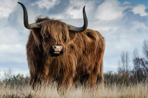 Makna di Balik Lambang Zodiak Taurus, Apa Artinya?