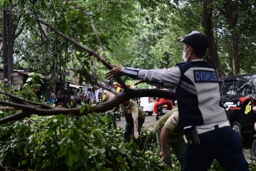 Pohon Tumbang Timpa Motor di Semarang, 1 Orang Tewas dan 2 Luka-luka