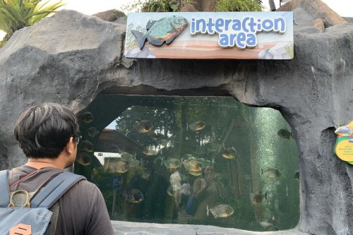 Wisata Seharian di Marine Safari Bali, Bisa Ngapain Saja?