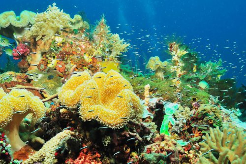 1. Desa Ekowisata Bahoi, 2. Keajaiban alam di Danau Linow, 3. Cakalang, pelengkap kuliner Likupang, 4. Camilan unik kaya rasa, 5. Refleksikan tubuh dengan spa bakera, Dari Ekowisata hingga Spa Rempah Lokal: Perjalanan Menyenangkan di Likupang