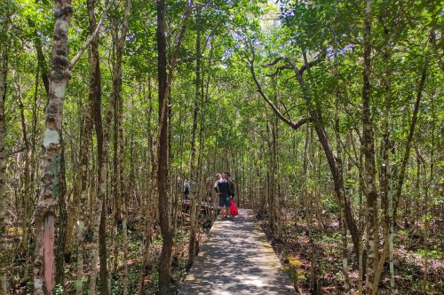Top 5+ Wisata Mangrove di Indonesia, Bisa Jalan di Jembatan Sambil Pesisir Laut
