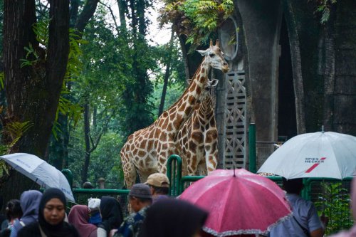 Cara Beli Tiket Masuk Ragunan, Apakah Harus Pakai Jakcard?