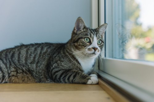 Pria di Pagar Alam Akui Sudah 4 Bulan Jual Daging Kucing Rp 100.000 per Kg dengan Dalih Kambing Muda