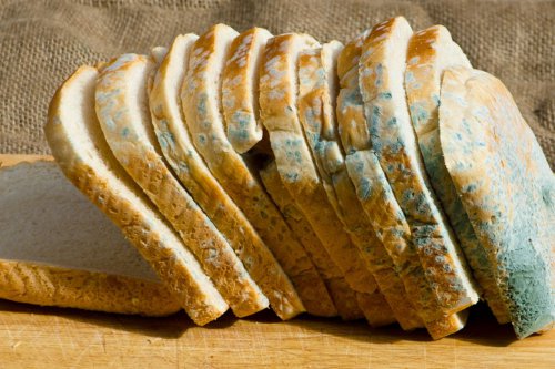 Top 7+ Cara Mencegah Makanan Berjamur pada Musim Hujan, Wajib Tahu