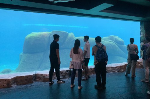 Panduan Wisata Lengkap ke Marine Safari Bali, Berapa Harga Tiketnya?