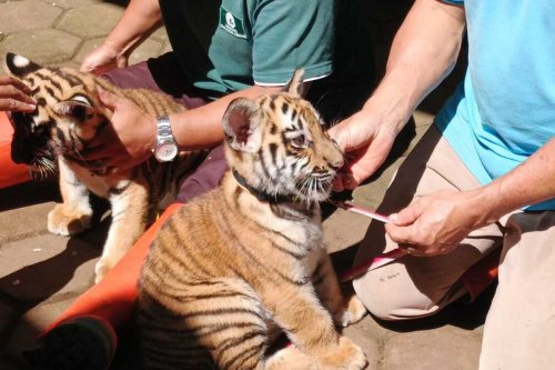 Anak Harimau Benggala Mati di Bandung Zoo, BBKSDA Tunggu Hasil Nekropsi Penyebab Kematian
