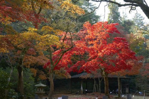 Tips Pakaian Musim Gugur di Jepang, Biar Tetap Nyaman dan Stylish