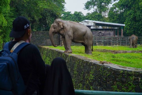 Wisata Malam Ragunan Tiap Sabtu: Harga Tiket dan Sewa Mobil Listrik