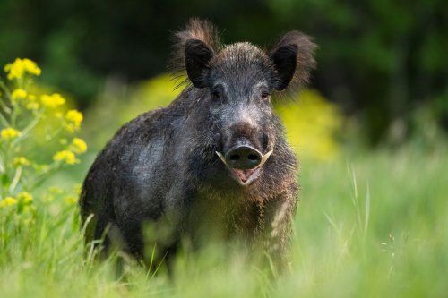 Ada Daging Babi Berwarna Biru Neon di California, Diimbau Waspada