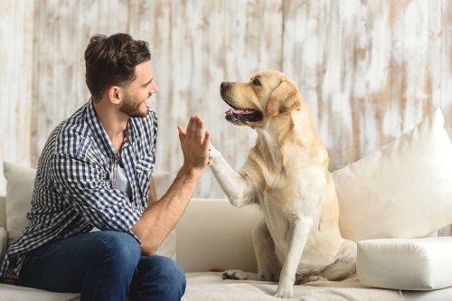 Sejarah Pertama Kali Anjing Jadi Peliharaan Manusia, Dimulai sejak 40.000 Tahun Lalu