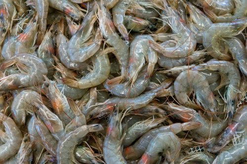 Cara Menyimpan Udang Mentah agar Tetap Segar dan Tahan Lama