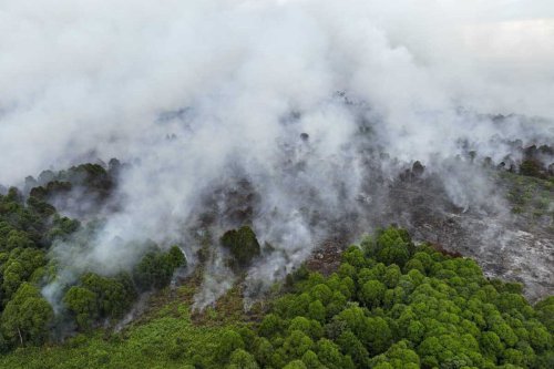 Karhutla OKU Timur 2025: 15,8 Hektare Lahan Gambut Terbakar, Penyebab Utama Puntung Rokok