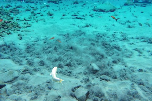 Cara Melihat Mata Air Umbul Ponggok, Tidak Harus Bisa Berenang
