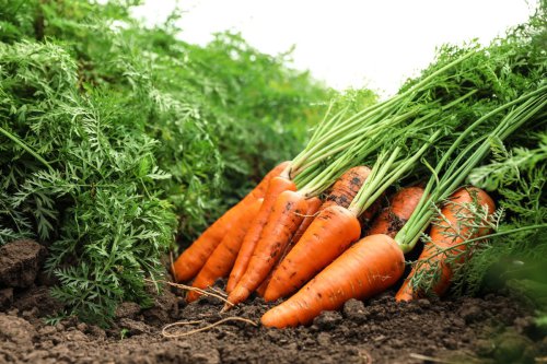 Sering Dikira Sampah, 10 Bagian Sayur dan Buah Bisa Diolah Jadi Lauk