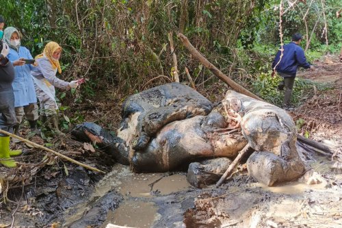 Gajah Tewas Tanpa Kepala di Riau, Kemenhut: Perburuan Liar adalah Kejahatan Serius