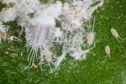 Cara Membasmi Kutu Putih pada Tanaman Cabai Menggunakan Bahan Dapur