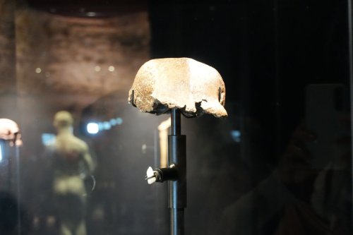 Kembali ke Indonesia, Fosil Homo Erectus "Java Man" Dipamerkan di Museum Nasional