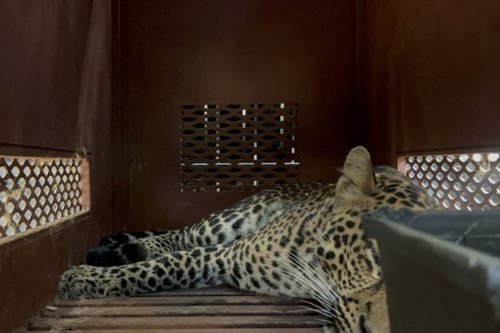 Asal Usul Macan Tutul yang Masuk Hotel di Bandung Masih Diselidiki BBKSDA