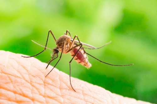 Nyamuk Gigit Orang Tertentu, Pakar Entomologi IPB Jelaskan Alasannya