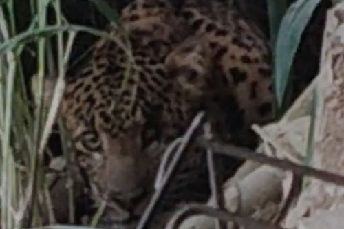 macan tutul, Karanganyar, Tawangmangu, Detik-detik Macan Tutul Disergap di Tawangmangu, Sempat Bersembunyi di Bawah Rumah Warga