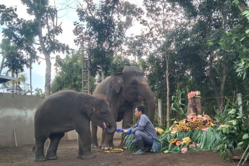 Hari Gajah Sedunia, Bali Zoo Hadirkan "Pesta Buah" untuk Gajah Sumatera