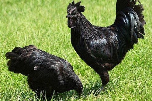 Serba Hitam dan Mahal, Apa Istimewanya Ayam Cemani?