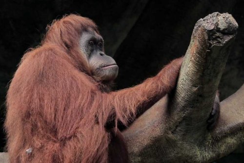 Jepang, Orangutan, Kisah Jennifer, Orangutan Indonesia yang Dijodohkan di Jepang