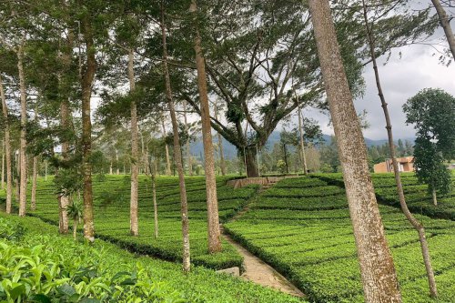 Agro Wisata Tambi Wonosobo Masuk 30 Besar Wonderful Indonesia Award 2025