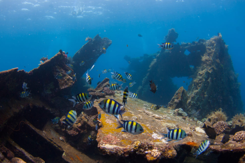 Aktris Kirana Larasati Pecahkan Rekor Diving di Tulamben Bali, Tembus 127 Meter