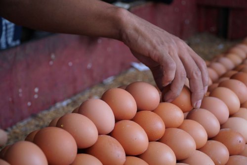AwasTelur Palsu! Ini 3 Ciri Telur Asli dan Segar Menurut Chef