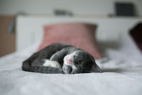 Mengapa Kucing Lebih Sering Tidur Miring ke Kiri? Ini Penjelasan Ilmiahnya