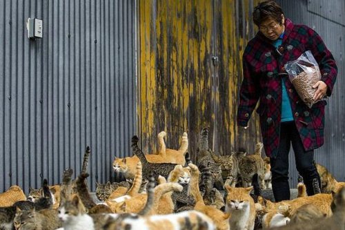 Pecinta Anabul, Ini 7 Pulau Kucing di Jepang yang Menarik Dikunjungi