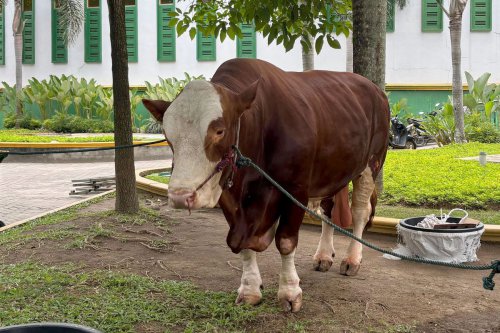 Hari Raya Idul Adha, daging kurban, Daging Kurban, pembagian daging kurban, hari raya idul adha, konsumsi daging kurban, Jangan Salah, Ini Aturan Pembagian dan Larangan Pengelolaan Daging Kurban