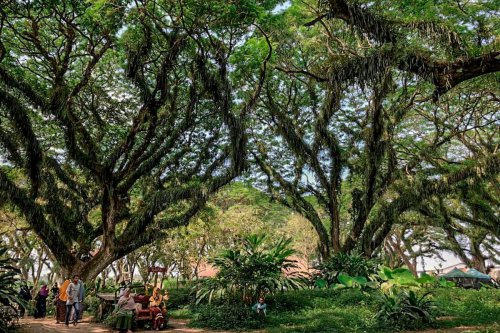 Jelajah Banyuwangi: Belajar Akar Budaya, Terpesona Magisnya Hutan De Djawatan