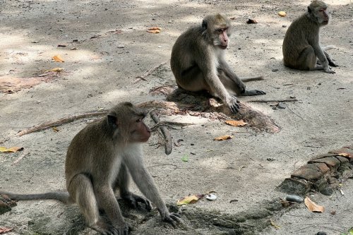 Alasan dilarang memberi makan hewan liar, Taman Nasional Baluran, dilarang memberi makan monyet, alasan dilarang memberi makan monyet liar, Alasan Dilarang Memberi Makan Monyet di Pantai Bama TN Baluran