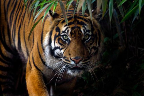 India, kawasan konservasi, harimau di India, media sosial, safari, Foto Harimau Pakai Ponsel, Turis di India Terancam Didenda