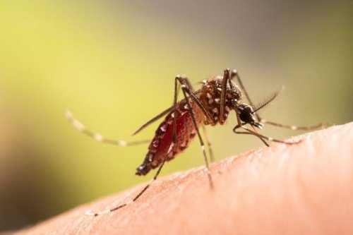 Top 10+ Provinsi dengan Kasus Chikungunya Terbanyak di Indonesia 2025, Jateng Urutan Kedua