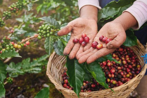 perbedaan kopi petik merah dan hijau, Biji kopi yang bagus berwarna apa, Harga kopi petik merah, Harga kopi petik hijau, apa itu kopi petik merah, Perbedaan Kopi Petik Merah dan Petik Hijau, Apa Saja?