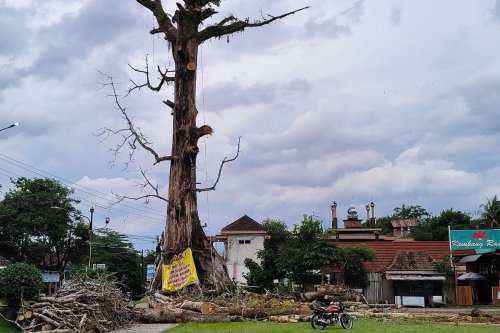 Akhir Riwayat Pohon Randu Alas, Ikon Desa Tuksongo Borobudur yang Berusia 250 Tahun