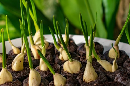 Top 6+ Cara Tanam Bawang Putih di Ruangan Tertutup, Mudah untuk Pemula
