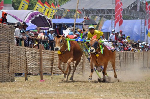 Kenapa Disebut Karapan Sapi? Begini Sejarahnya di Madura