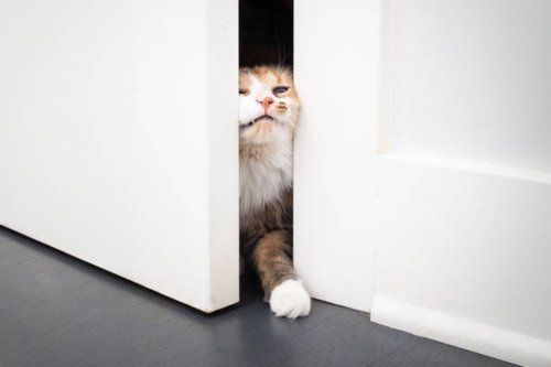 Perilaku Unik dan Komunikasi Anabul, Silsilah Ras dan Populasi, Fakta populasi lainnya meliputi:, Fakta Mengejutkan Lainnya, Fakta Menarik Kucing, Mengapa Mereka Menempelkan Bokong ke Wajah Pemiliknya?