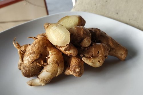 Cara Mengolah Kencur untuk Obat Masuk Angin, Kunyah dengan Garam