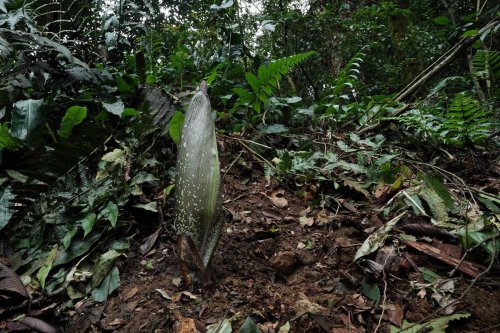 Setelah 12 Tahun, Bunga Bangkai Akan Kembali Mekar di Kebun Raya Bogor