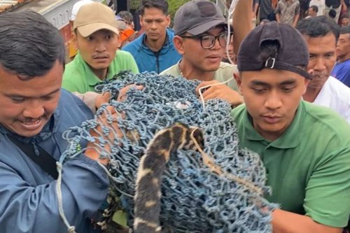 Karanganyar, BKSDA, Jawa Tengah, Sedang Tidur, Wagiyo Kaget Macan Tutul Nyelonong Masuk Rumah