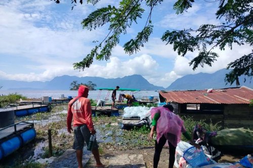 Petani Keramba di Agam Rugi Rp 33 Miliar, Ribuan Ton Ikan Mati Akibat Cuaca Ekstrem