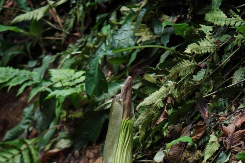 Mau Lihat Bunga Bangkai Raksasa di Kebun Raya Bogor? Ini Aturannya