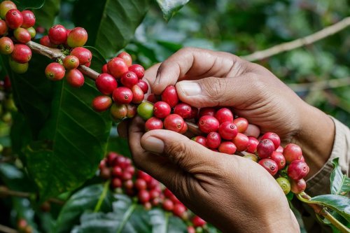 Top 5+ Destinasi di Indonesia Ini Tawarkan Pengalaman Ngopi Langsung di Kebunnya
