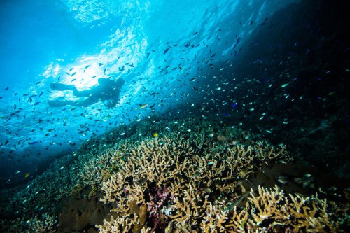 Top 5+ Rekomendasi Taman Laut Terbaik di Indonesia untuk Diving dan Snorkeling