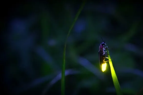 Temuan Spesies Kunang-kunang di Kebun Raya Bali, Jadi Bukti Lingkungan Masih Alami